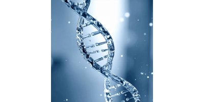 Nicotinamide Riboside (NR) : la clé de la longévité ?