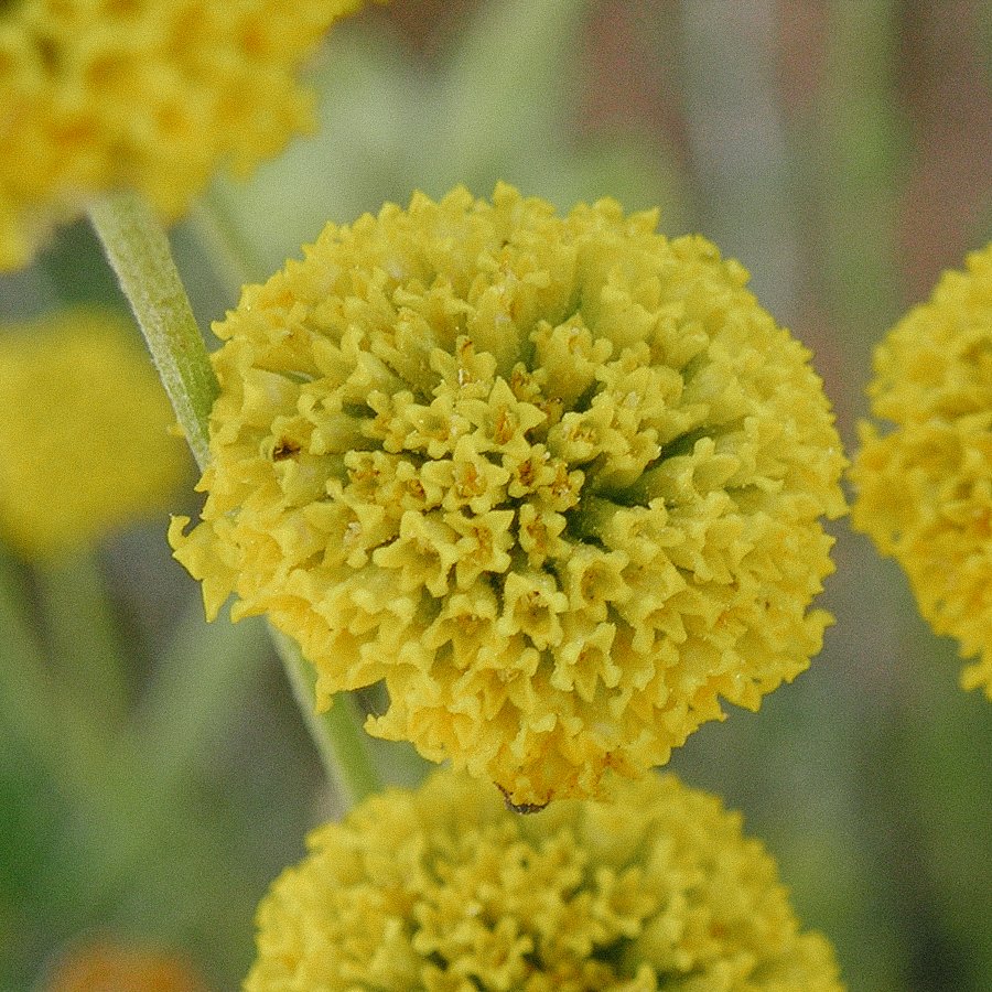 Heiligenkraut