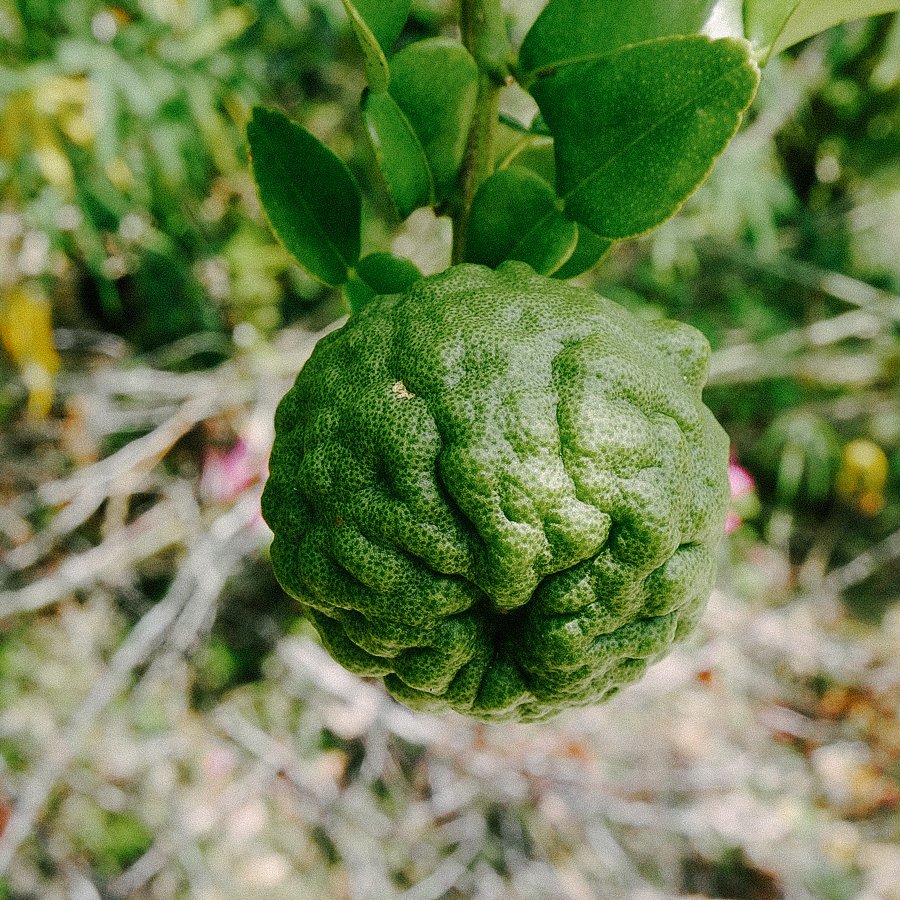 Kaffir lime