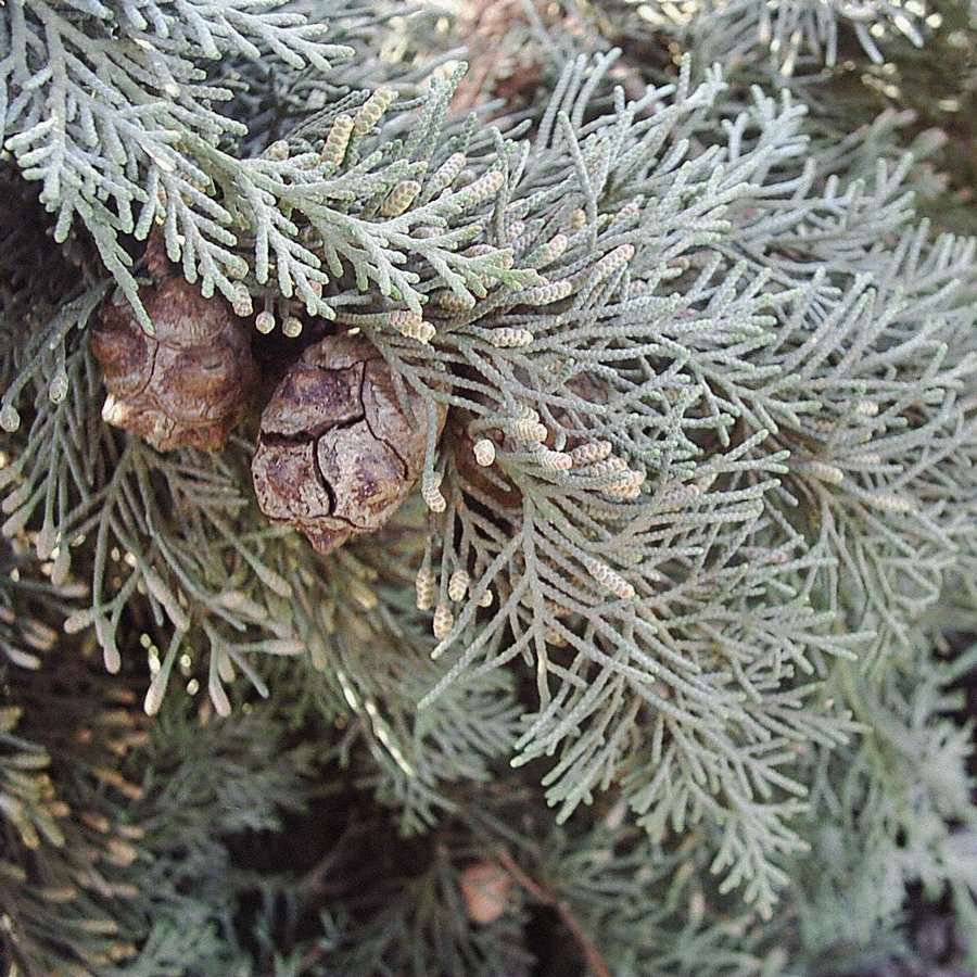 Cyprès