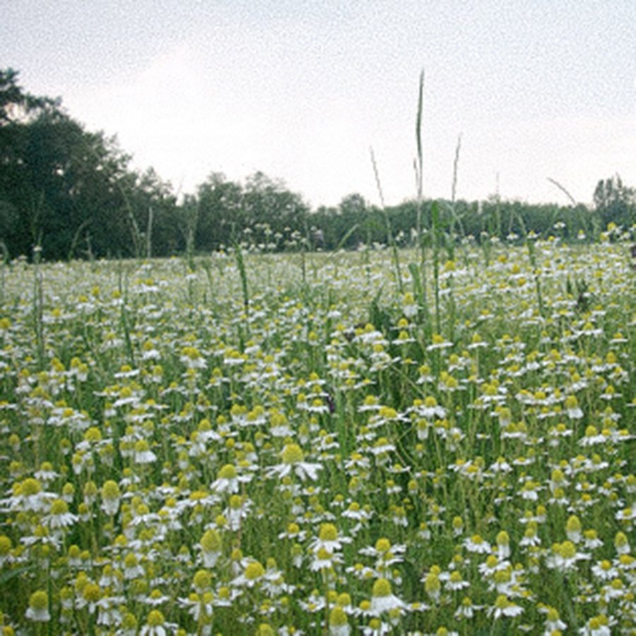 Farm