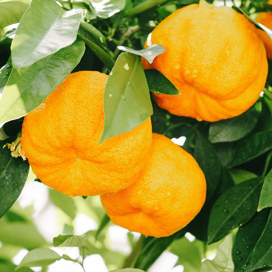 Bitter orange