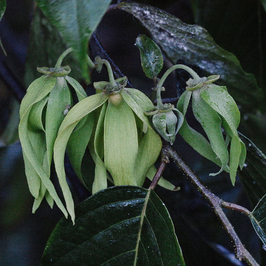 Ylang Ylang