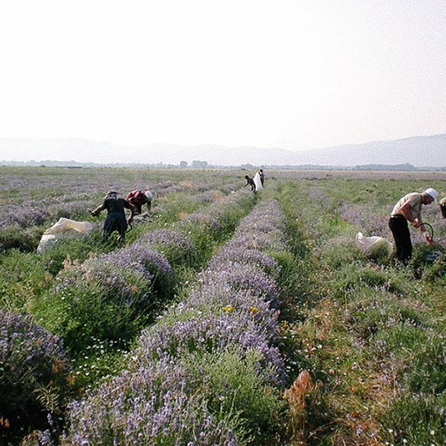 Farm