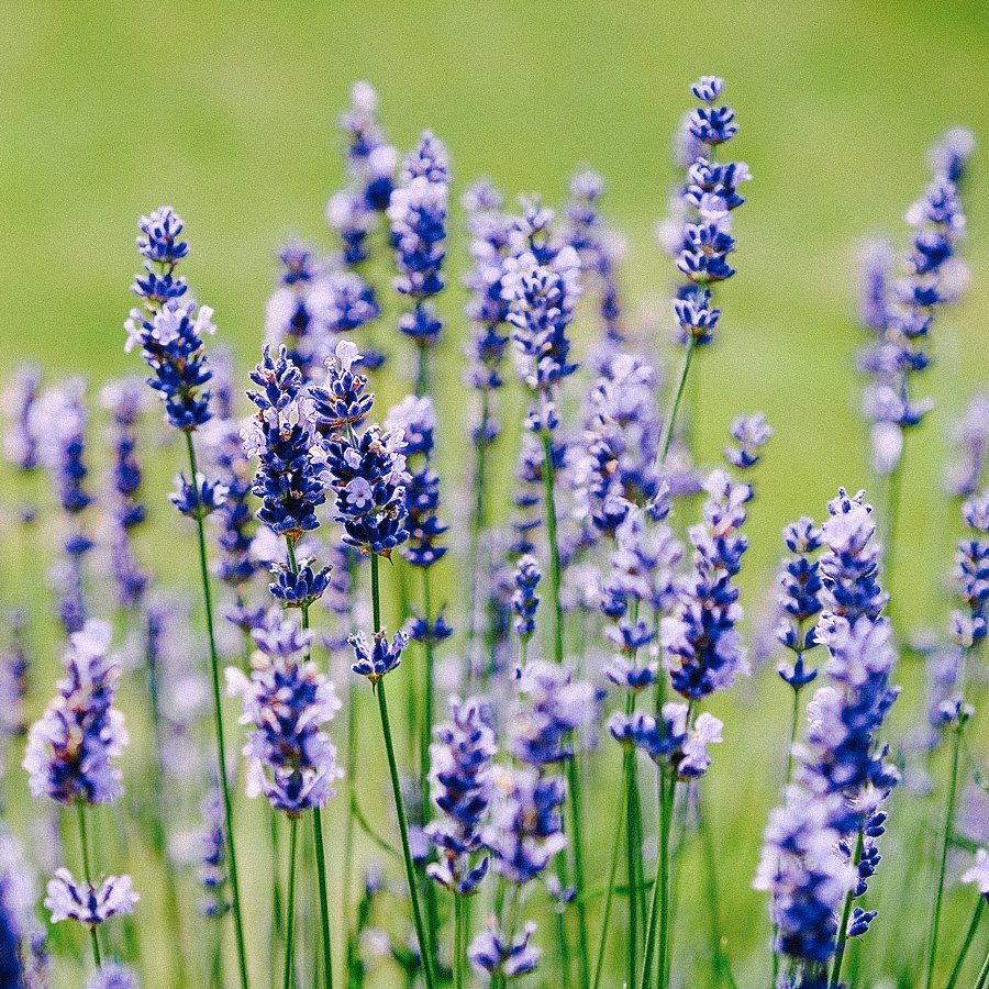 Lavendel