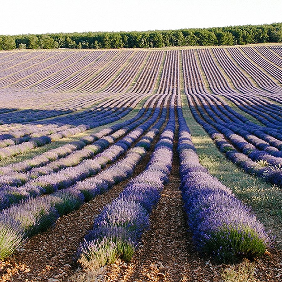 Farm