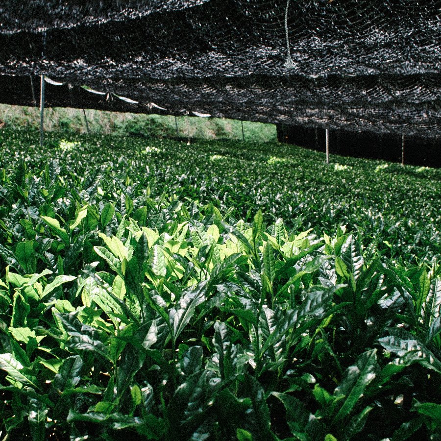 Gyokuro