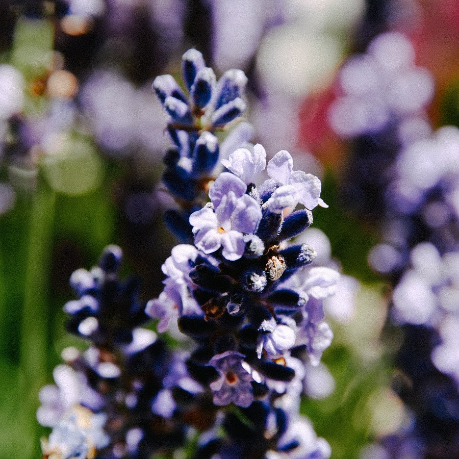 Lavender