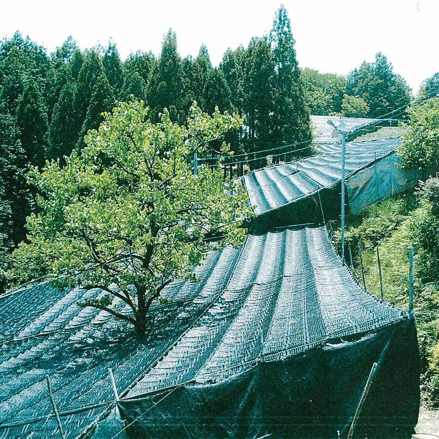 Gyokuro