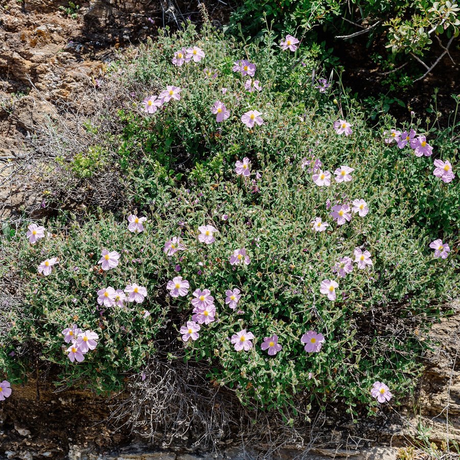Cistus Incanus