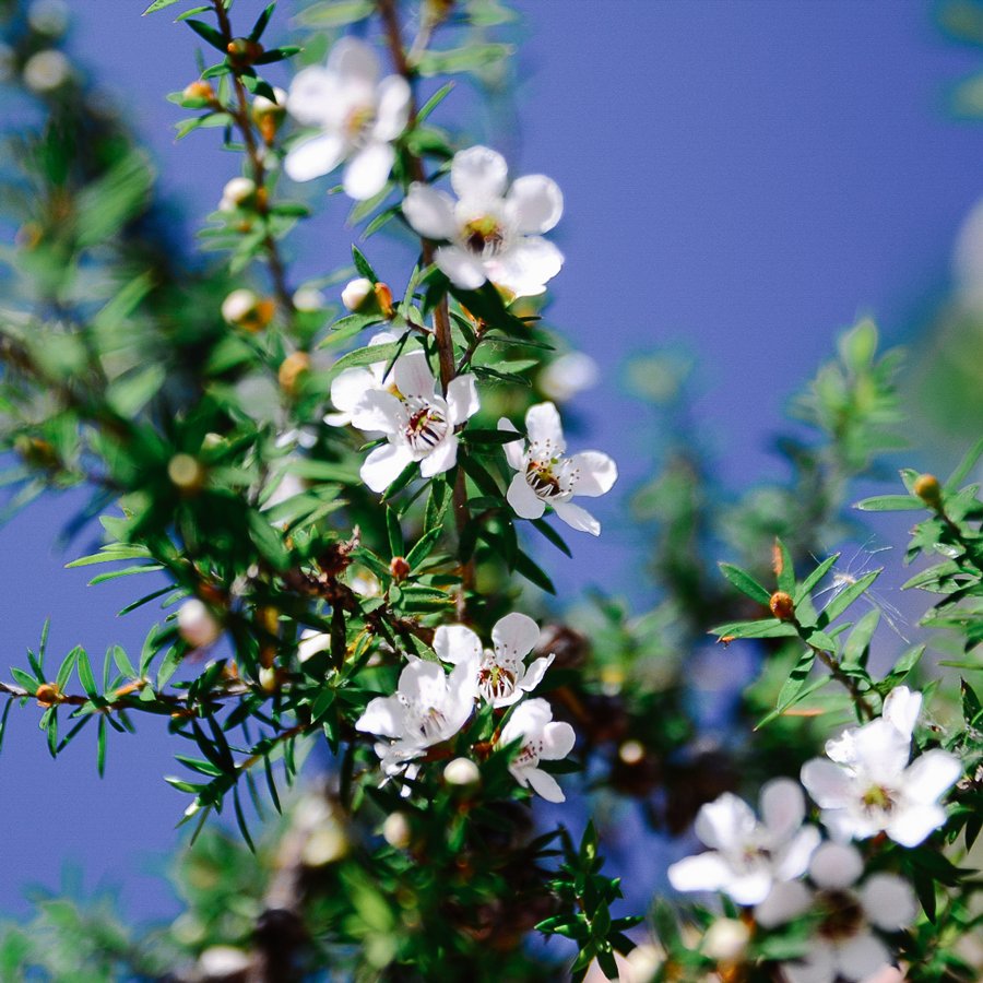 Manuka