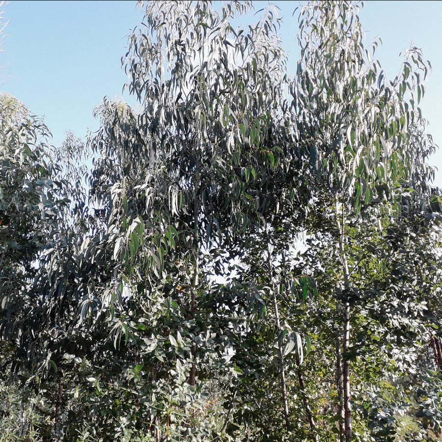 Ferme