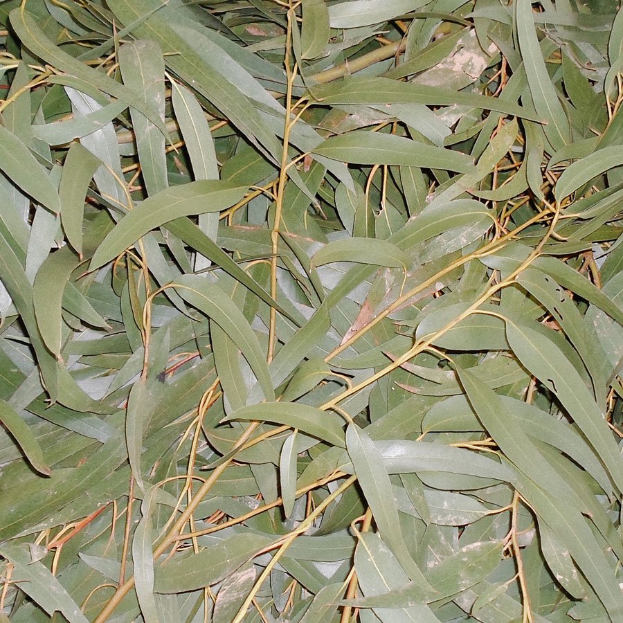 Eucalyptus
