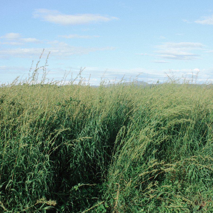 Farm