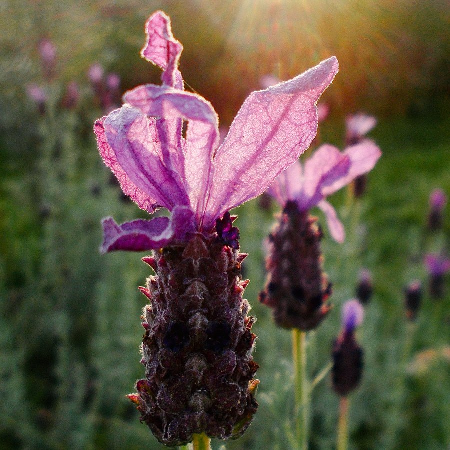 French lavender