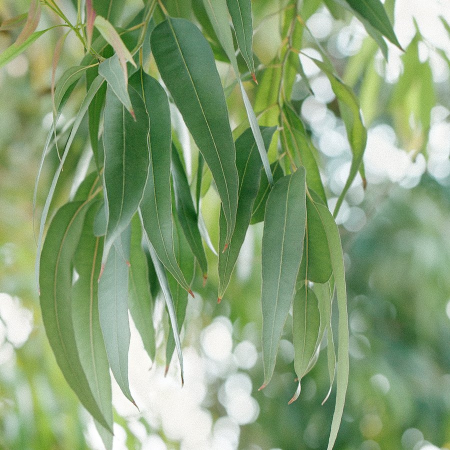 Eucalyptus