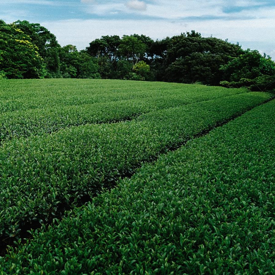 Tea Farm