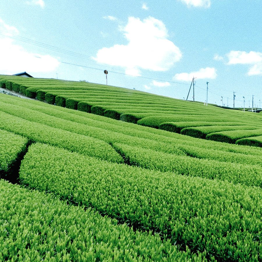 [Teesorte]