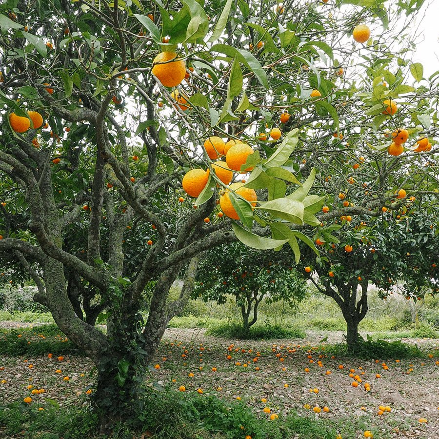 Farm