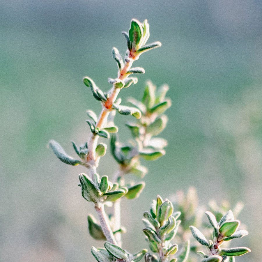 Thymian