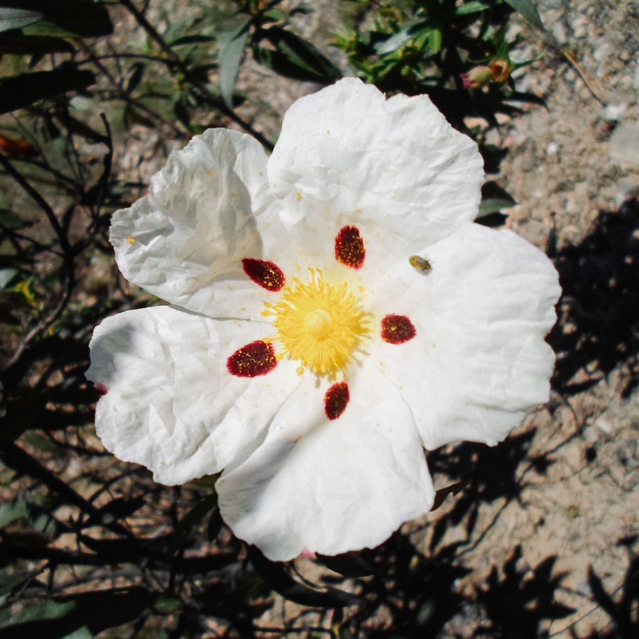 Rock Rose