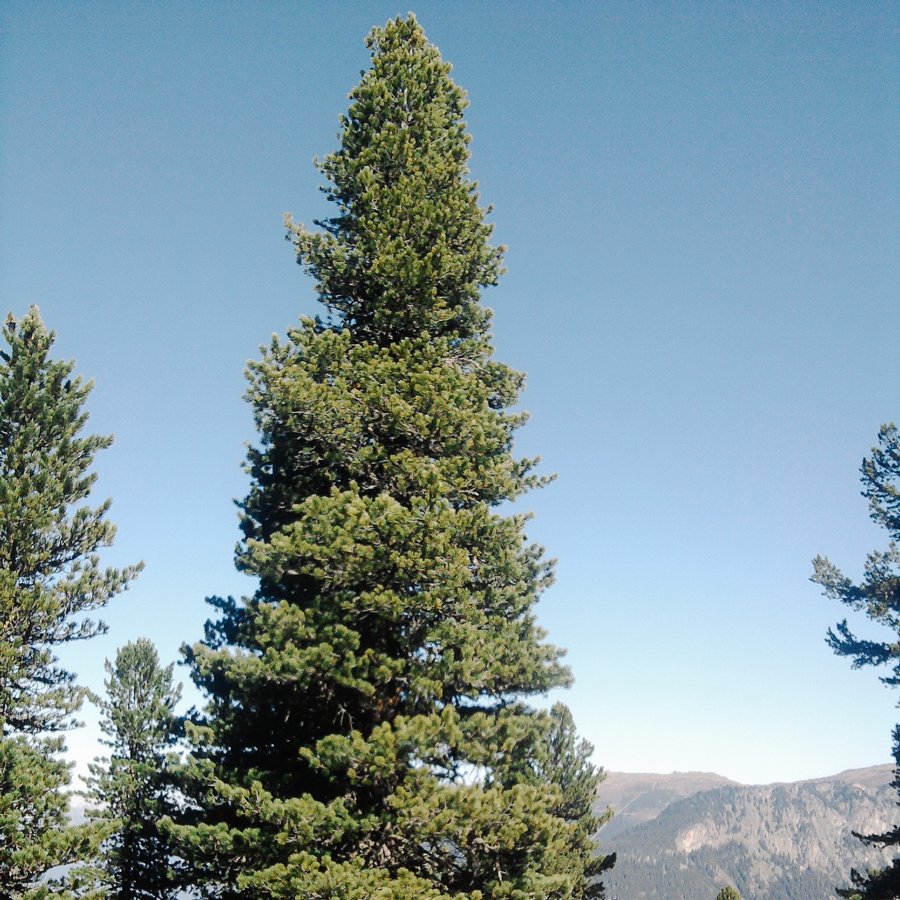 Swiss Pine