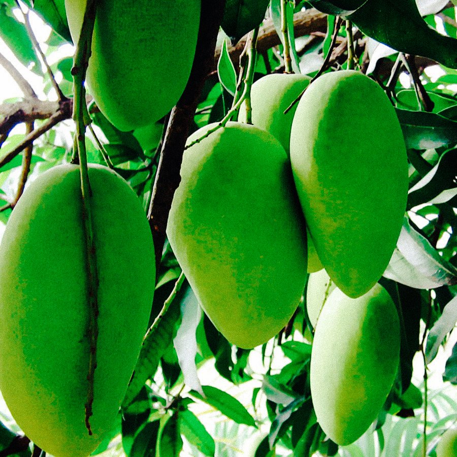 Premium Bioactive Ingredients