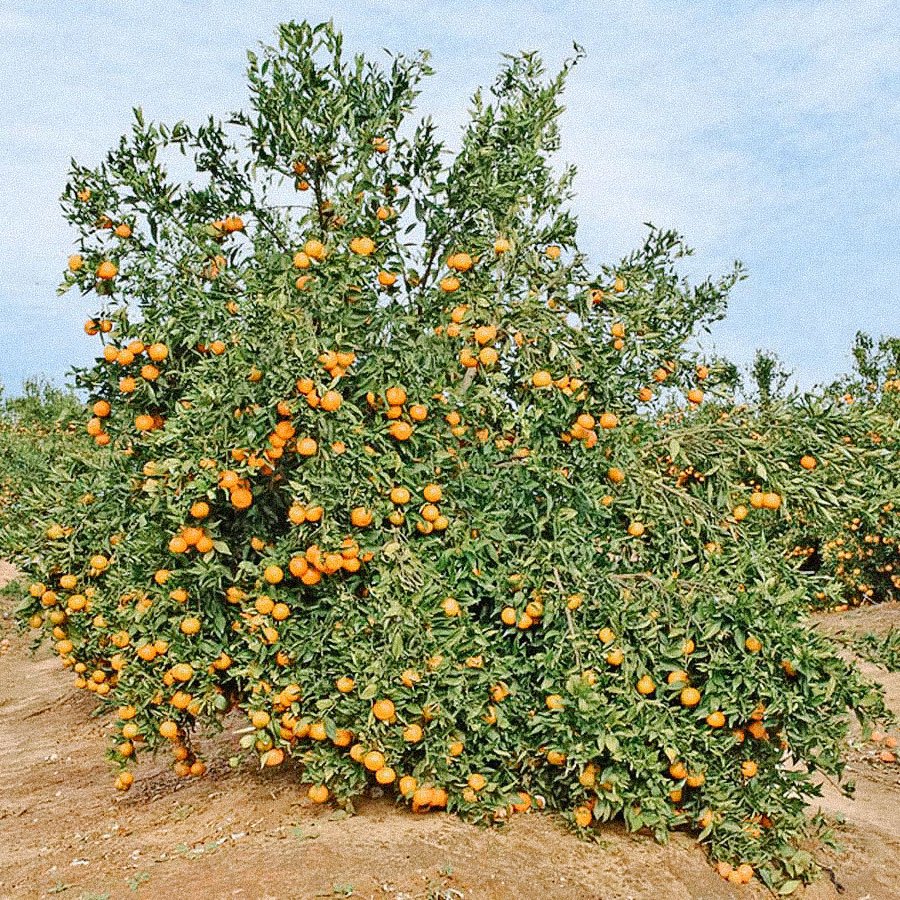 Farm