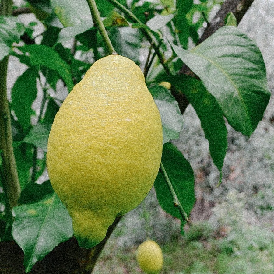 Lemon