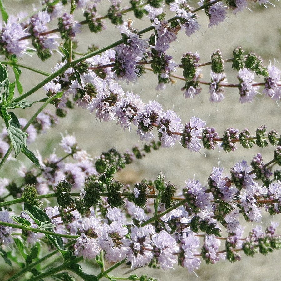 Spearmint
