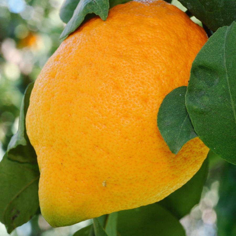 Citron tree