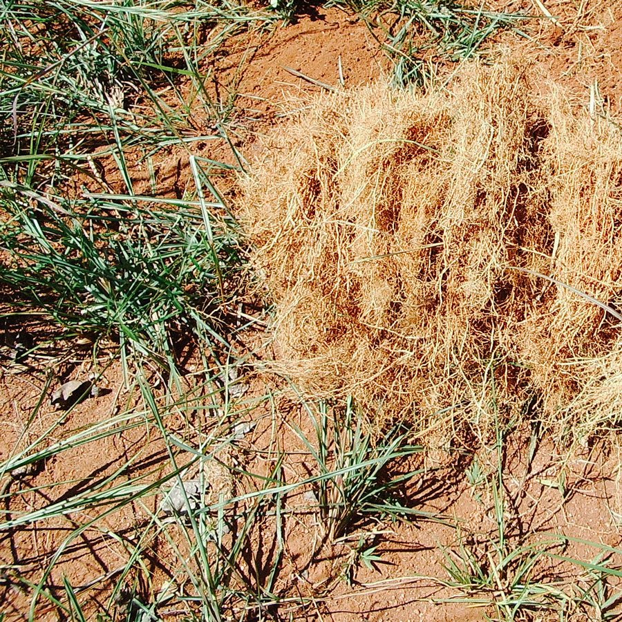 Vetiver