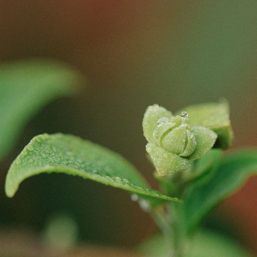 ylang ylang