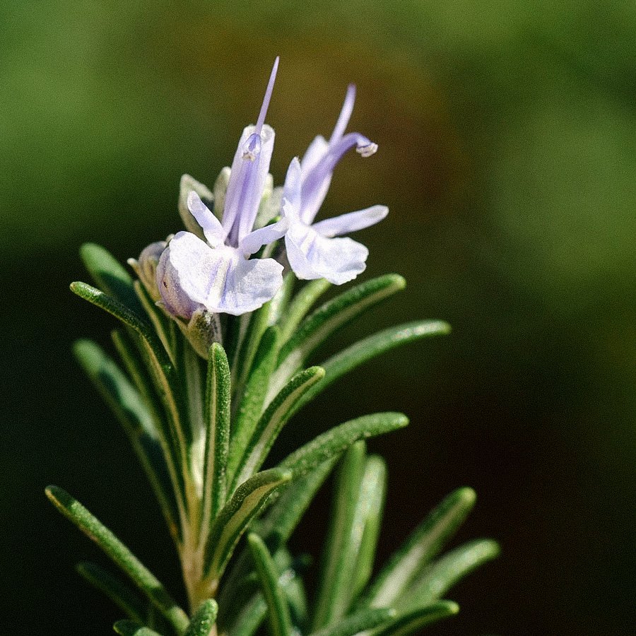 Rosemary