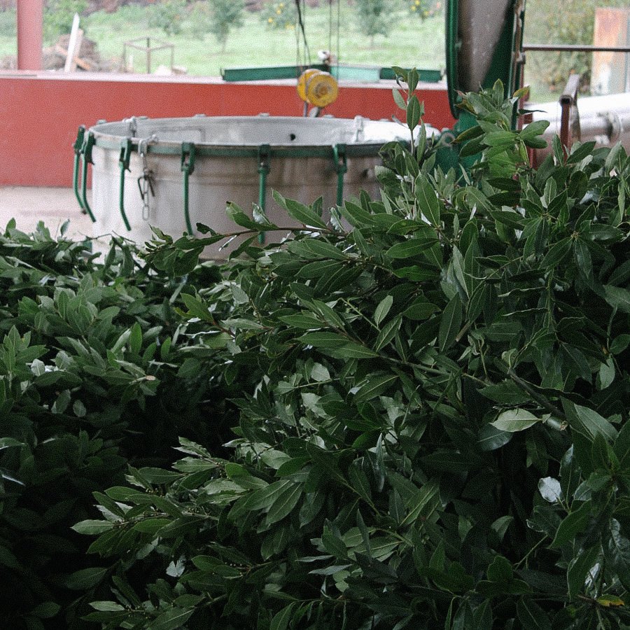 Farm