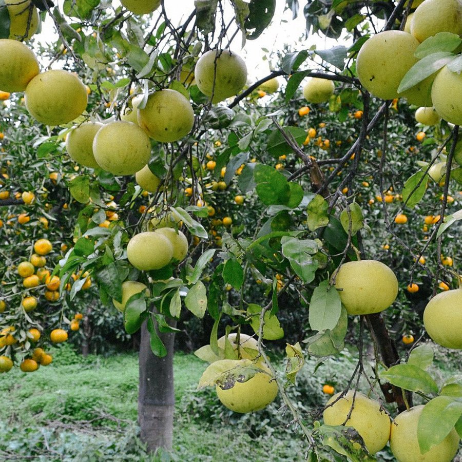 Ferme