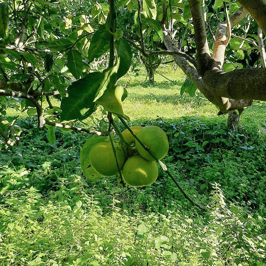 bergamote