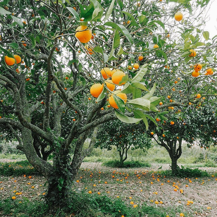 Farm