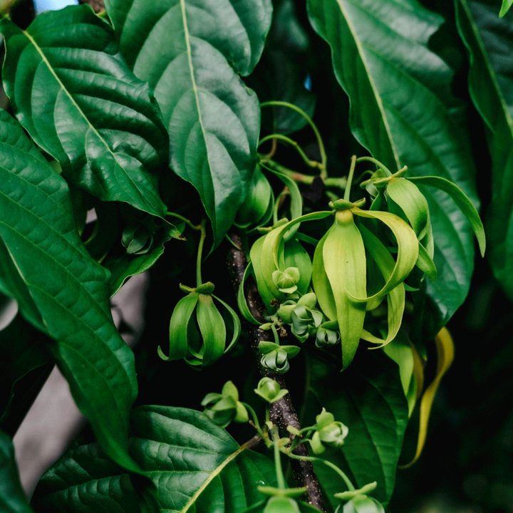 Ylang Ylang