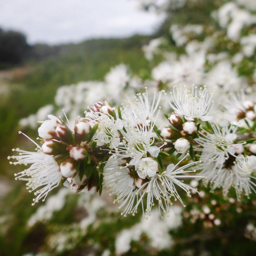 KUNZEA