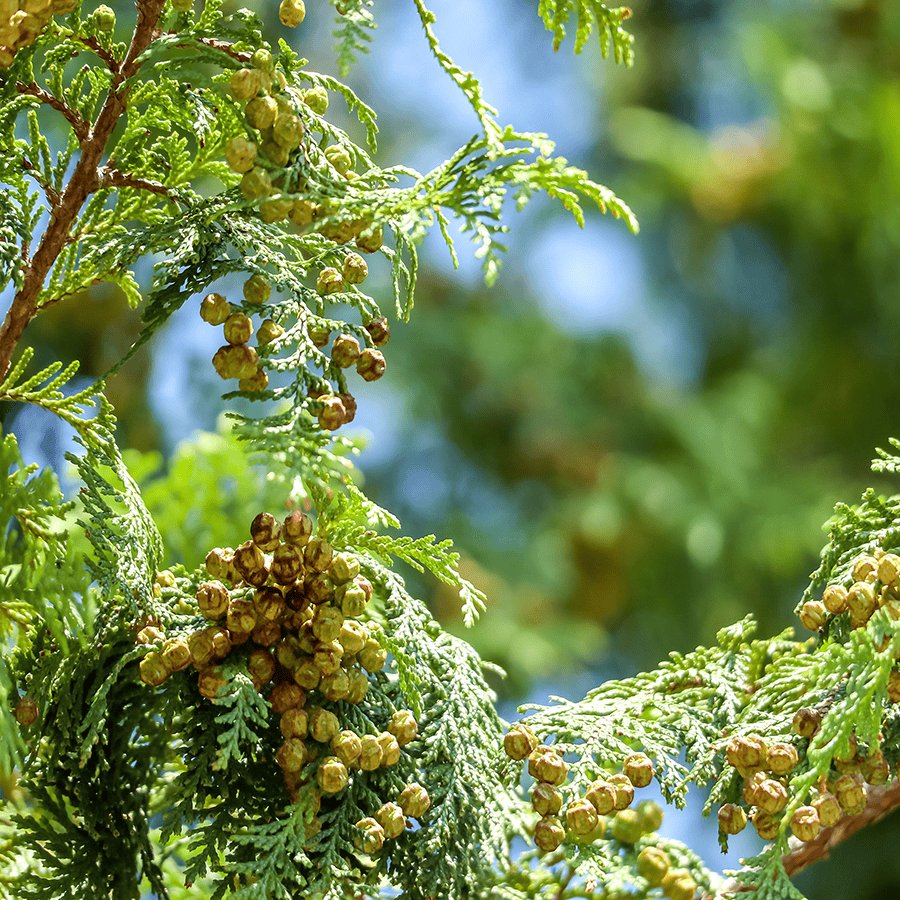 Zoom sur : l'hinoki