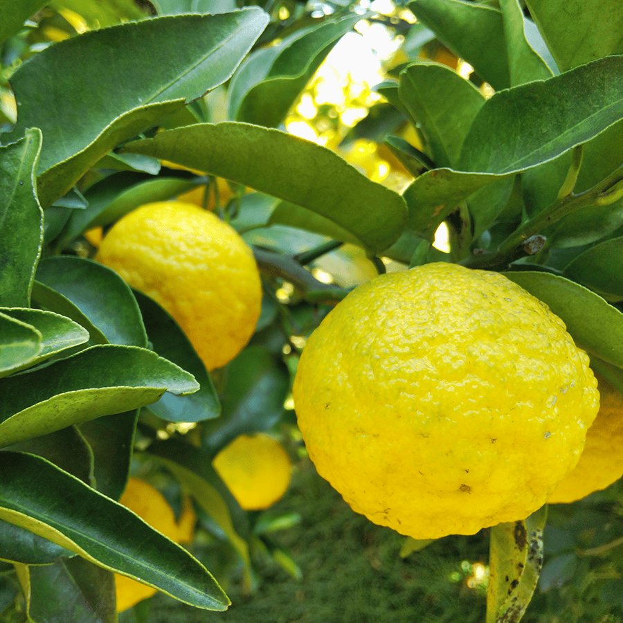 Yuzu