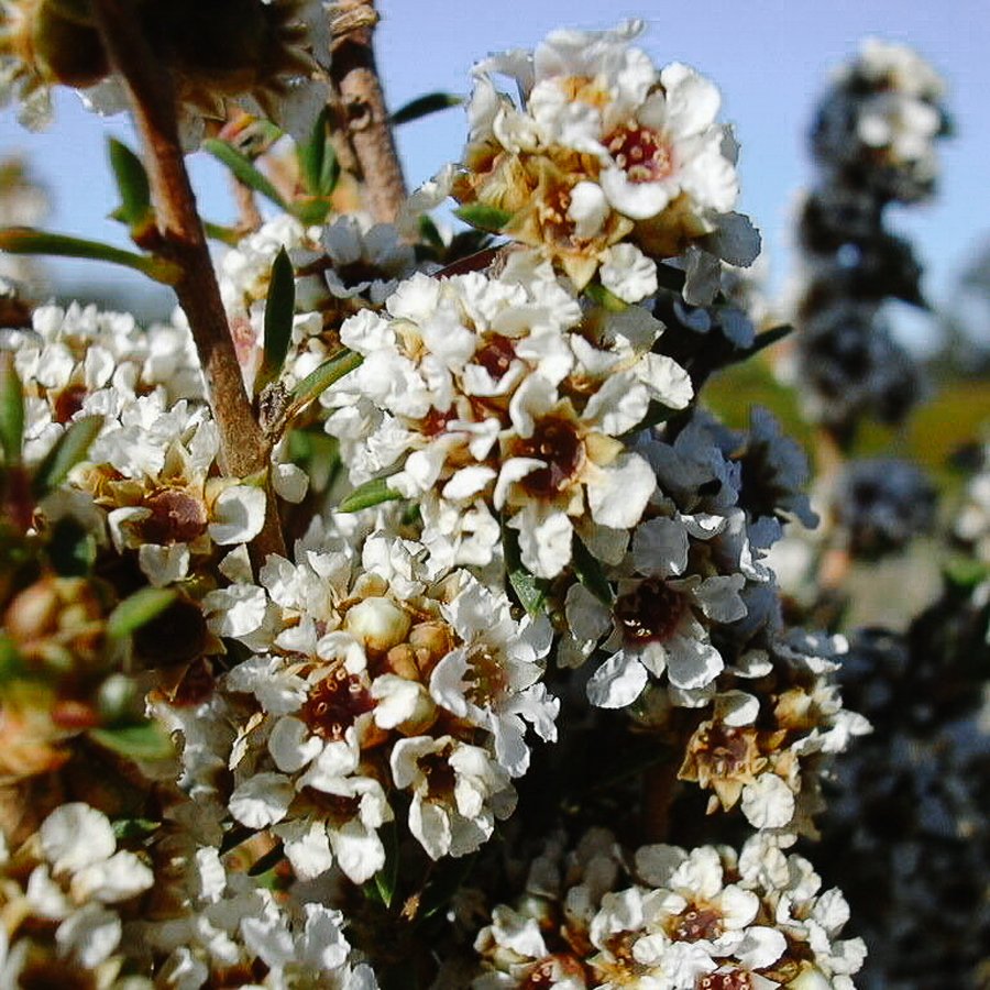 Fragonia