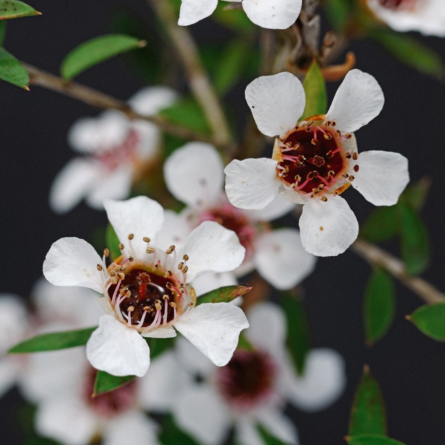 Manuka