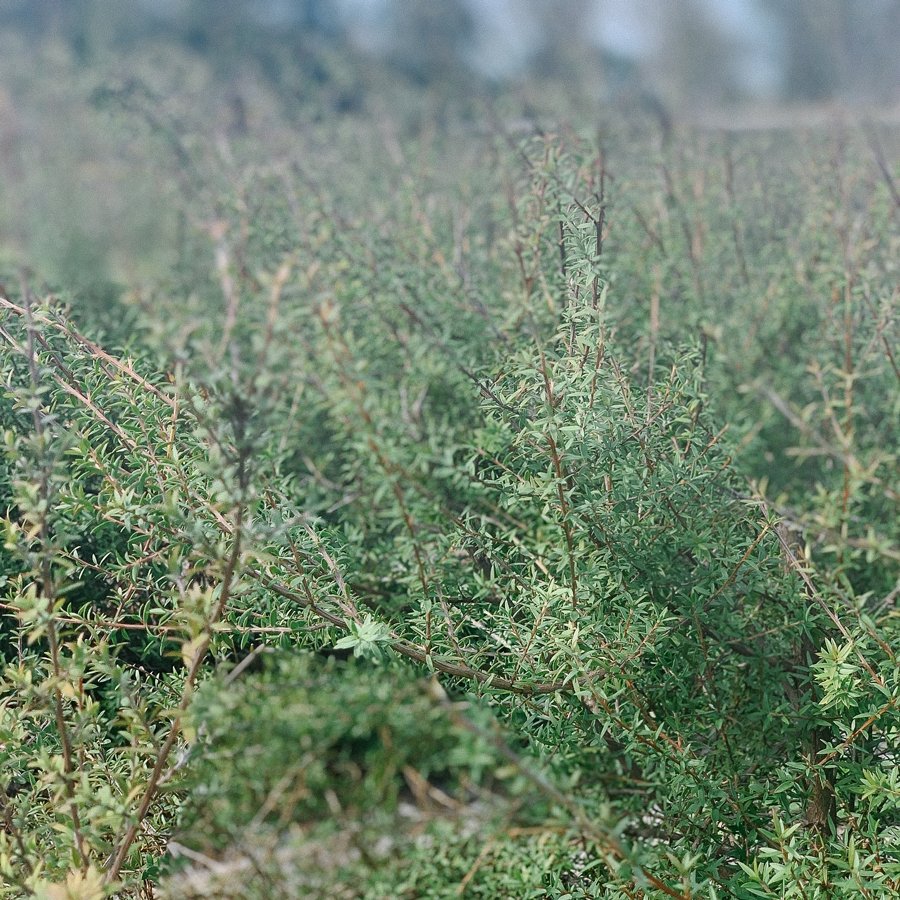 Manuka