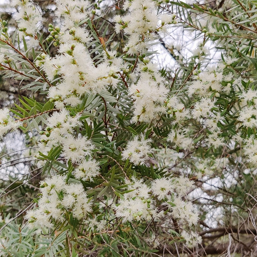 Teebaum Rosalina