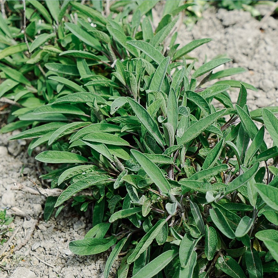 Sage