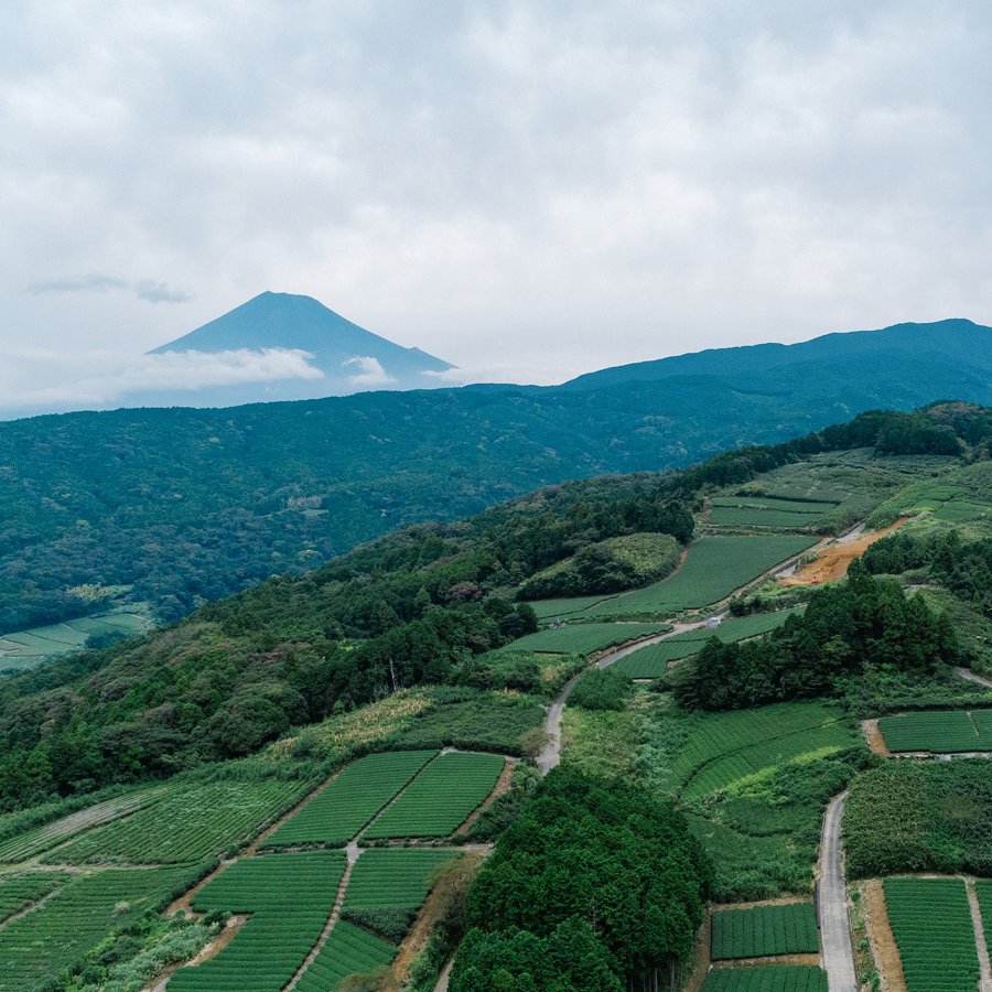 Piantagione