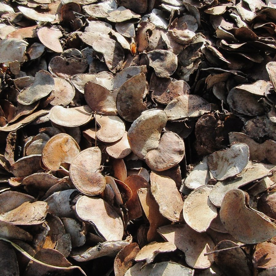 Mopane