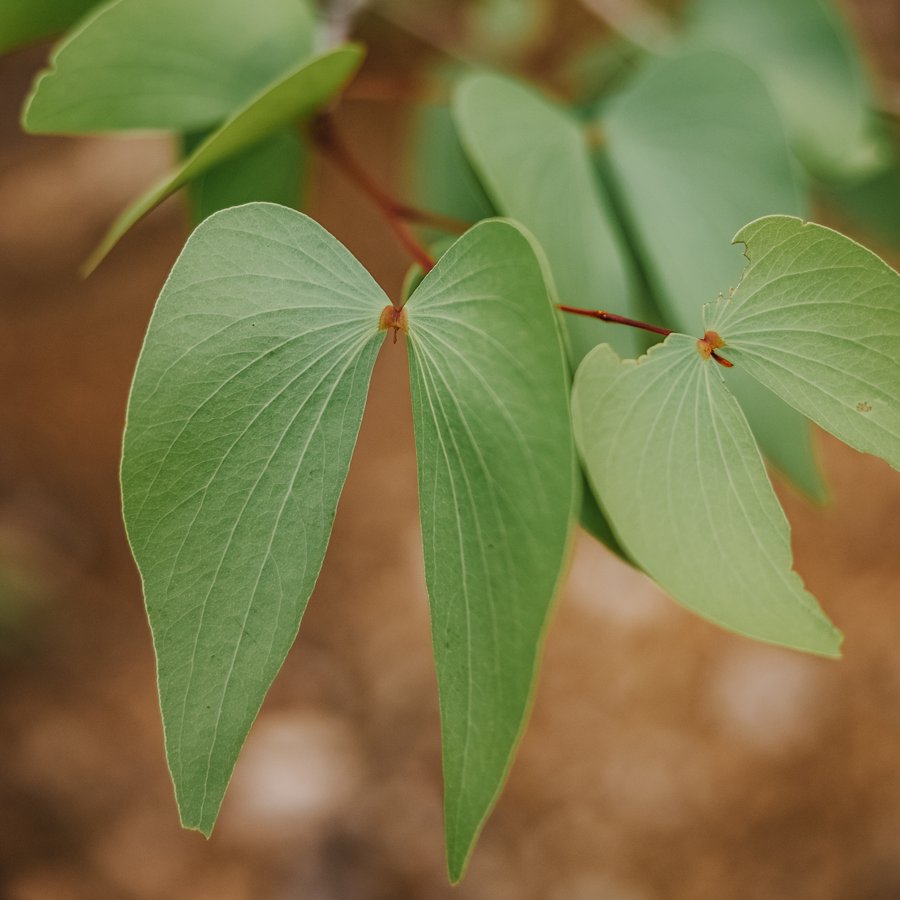 Mopane